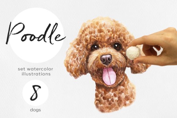 Download Watercolor 8 Poodle Dog Illustrations - Illustration Collection